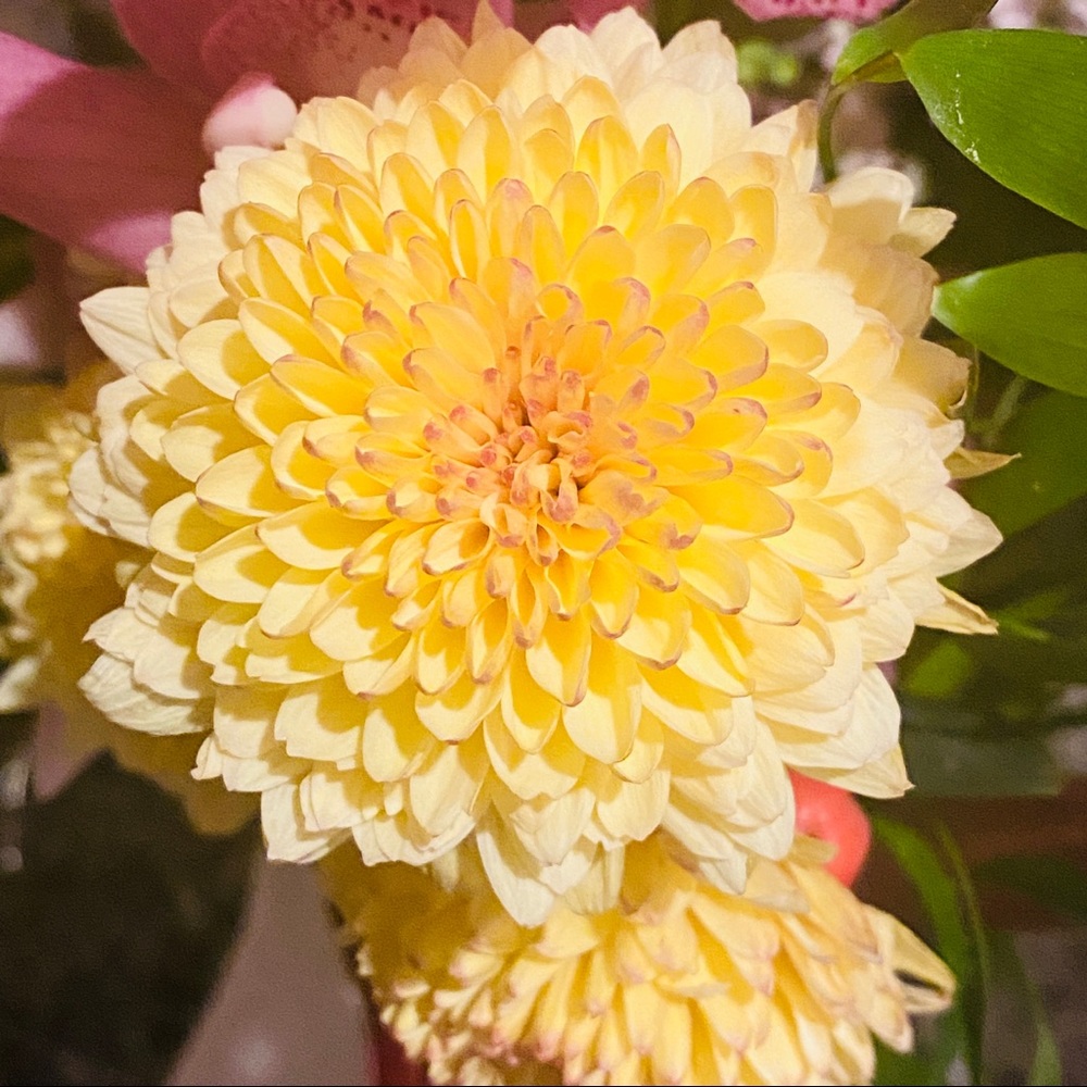 Meet your Posher, Suzanne